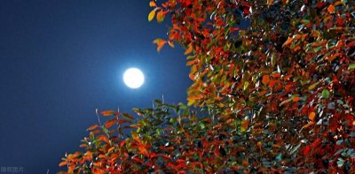 ​唐代诗人韦应物十首古诗，韵味隽永，意蕴悠长