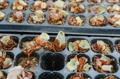 ​山地玫瑰开花会死吗