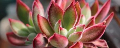 ​姬红花月的扦插方法