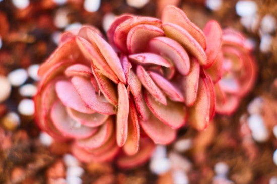 姬红花月的扦插方法(图3)