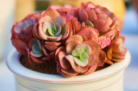 姬红花月的扦插方法(图4)