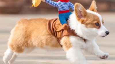 ​什么是柯基幼犬