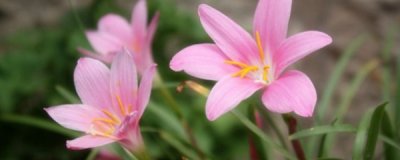 ​韭莲花的养殖养护方法（韭莲花怎么养）