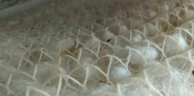 ​蚕茧怎么抽丝
