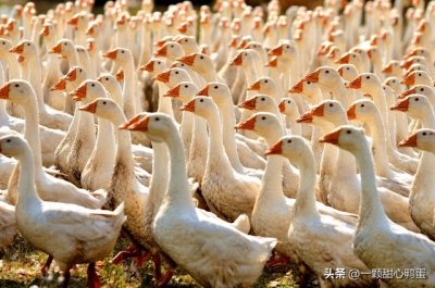 ​养鹅利润有多高？真实案例揭秘！