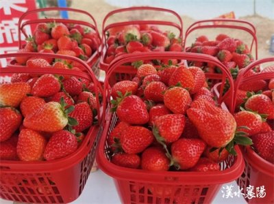 ​“明星水果”大降价！爱吃的人赶紧买