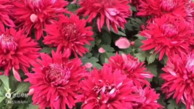 ​红啬薇原唱《不知不觉的就老了》歌声伤感悦耳动人心田，歌...