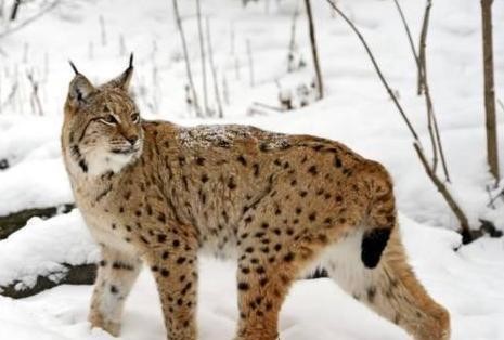 有人说猞猁是狼的天敌,老农反驳肤浅!你没见过猞猁