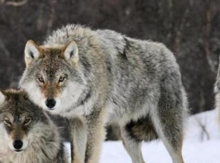 有人说猞猁是狼的天敌,老农反驳肤浅!你没见过猞猁