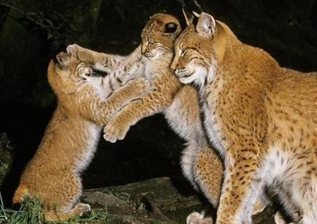 有人说猞猁是狼的天敌,老农反驳肤浅!你没见过猞猁