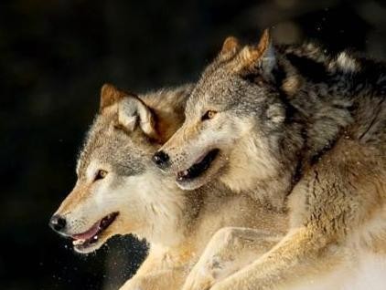 有人说猞猁是狼的天敌,老农反驳肤浅!你没见过猞猁