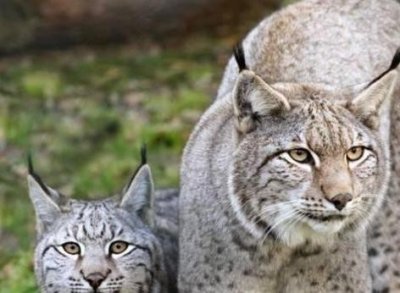 ​有人说猞猁是狼的天敌，老农反驳肤浅！你没见过猞猁