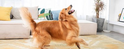 ​狗身上的虫咬了人怎么治疗 狗身上的虫子到人身上怎么办