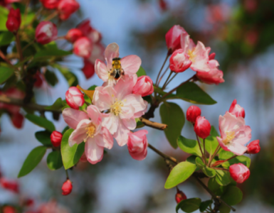 ​海棠花花语 海棠花生长习性