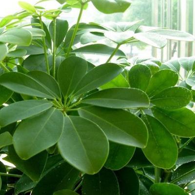 七叶莲的功效与作用(七叶莲的功效与作用有哪些)