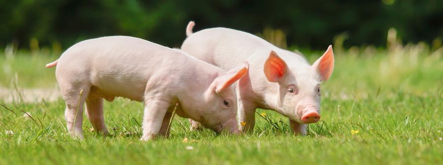 烤乳猪是哪个菜系的代表菜_烤乳猪的前世今生 烤乳猪是哪个菜系的代表菜_烤乳猪的前世今生