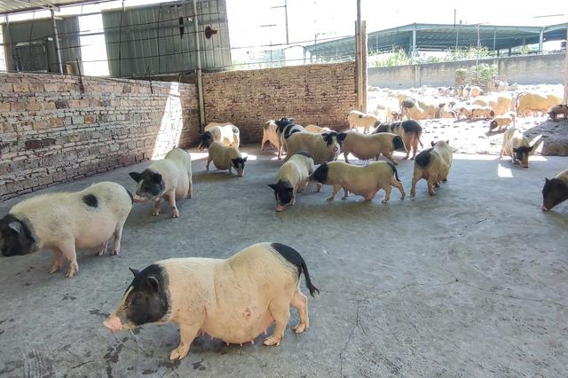 潮州潮安区附近好玩的景点(哪些景点必须打卡)(24)