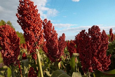 ​红缨子高粱是什么高粱(红缨子高粱的特点)