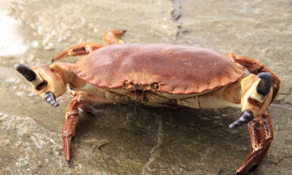 吃生腌螃蟹注意事项,食用螃蟹要注意哪些问题图4