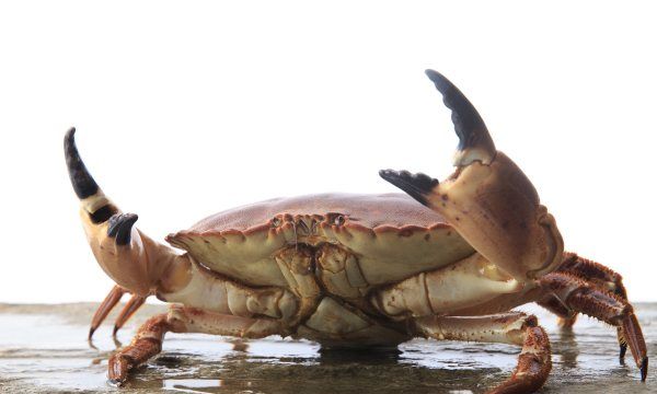 吃生腌螃蟹注意事项,食用螃蟹要注意哪些问题图3