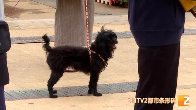 限狗令原因(最严限狗令官方回复来了)(10)