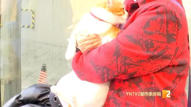 限狗令原因(最严限狗令官方回复来了)(12)