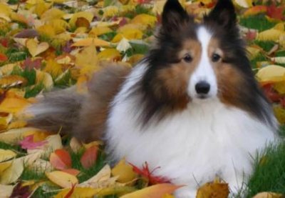 ​狗狗肚子上皮肤发红