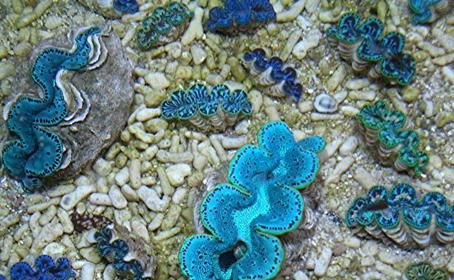 “砗磲”怎么读