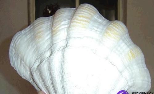 “砗磲”两个字怎么读