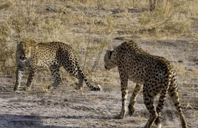 ​猎豹速度是多少公里，猎豹的奔跑速度能最高达到多少?他能飞起来吗？