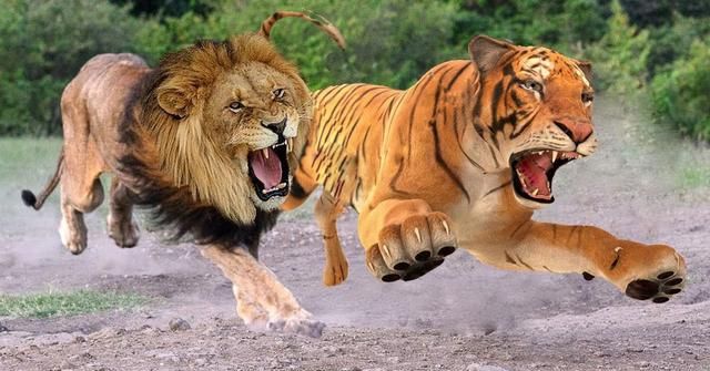 猎豹速度是多少公里,猎豹的奔跑速度能最高达到多少?他能飞起来吗?图2