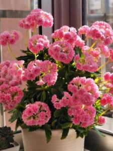 ​花的名称(花的名称开放时间开放姿态)