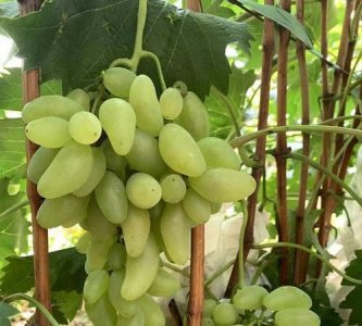 ​金手指葡萄的功效与作用,金手指黑提葡萄的功效与作用