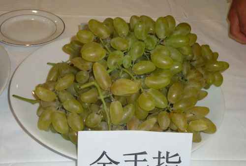 黑金手指葡萄的优点和缺点