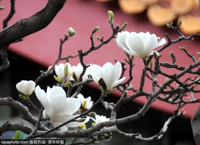 故宫年票和门票有什么区别（终于买到故宫年票）(12)