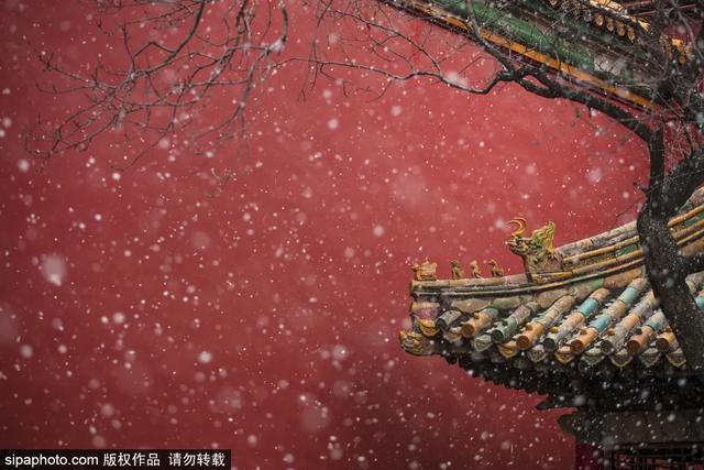 故宫年票和门票有什么区别（终于买到故宫年票）(6)