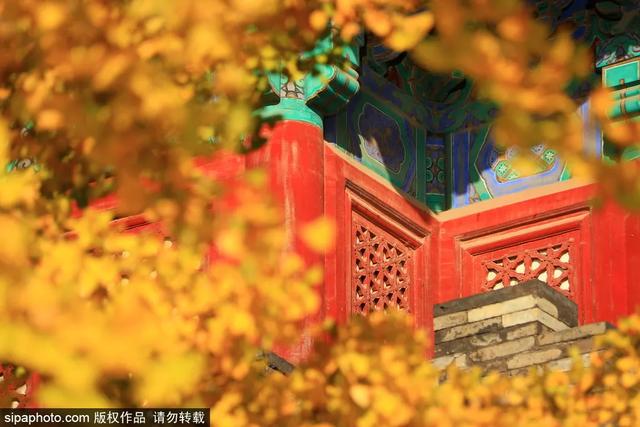 故宫年票和门票有什么区别（终于买到故宫年票）(24)