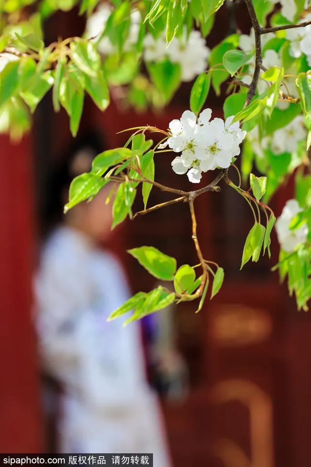 故宫年票和门票有什么区别（终于买到故宫年票）(8)