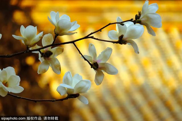 故宫年票和门票有什么区别（终于买到故宫年票）(11)