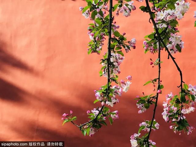 故宫年票和门票有什么区别（终于买到故宫年票）(14)