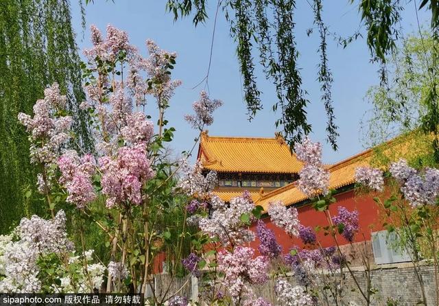 故宫年票和门票有什么区别（终于买到故宫年票）(17)
