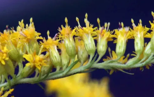 加拿大一枝花危害有多大,加拿大黄花的危害性图8