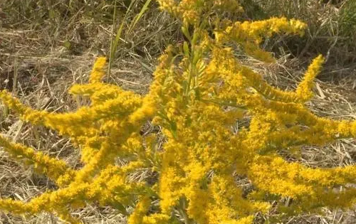加拿大一枝花危害有多大,加拿大黄花的危害性图6