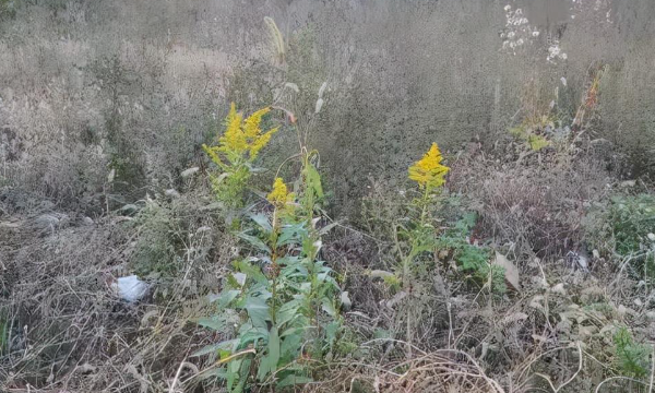 加拿大一枝花危害有多大,加拿大黄花的危害性图5