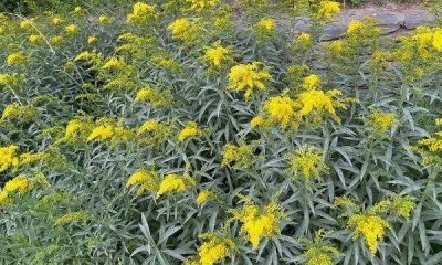 ​加拿大一枝花危害有多大,加拿大黄花的危害性