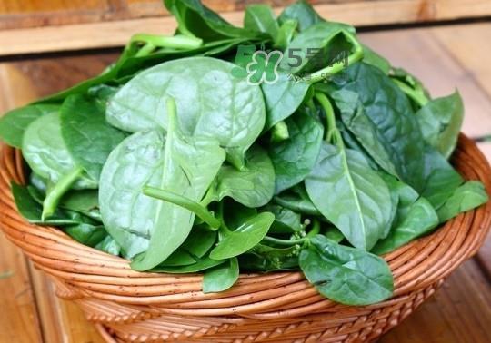 木耳菜是什么季节的菜？木耳和木耳菜有区别吗