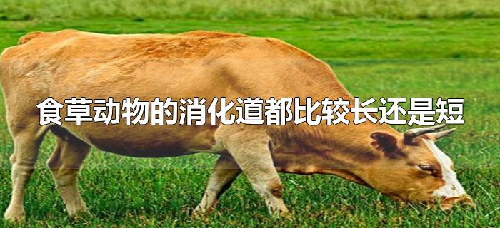 食草动物的消化道都比较长还是短