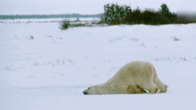 ​什么？北极熊的皮肤是黑色