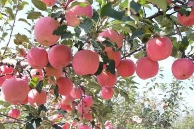 ​阿克苏冰糖心苹果！