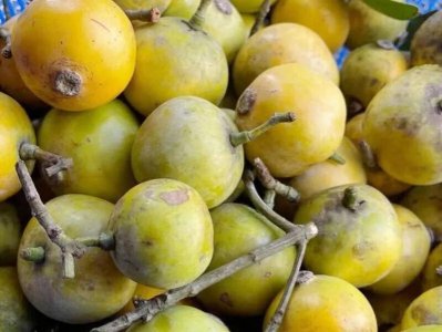 ​山里的一种野果“木竹子”，酸酸甜甜的，你认识吗